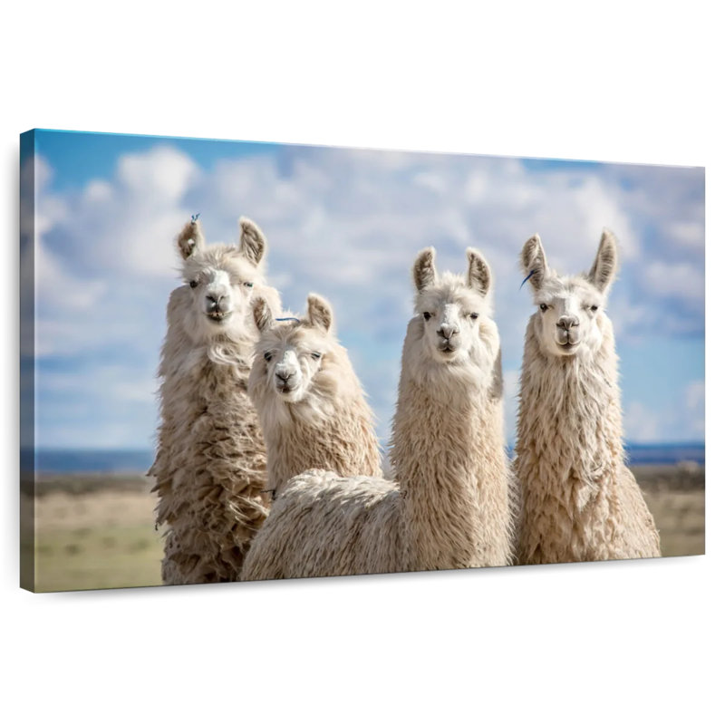 Fluffy White Llamas, 8" H x 12" W