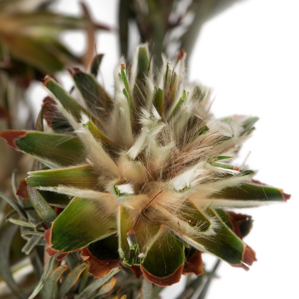 Vickerman Plumosum Stems, Natural