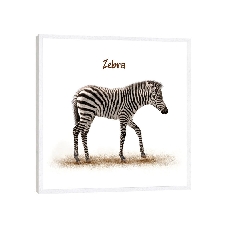 Cute Baby Zebra Walking by Susan Schmitz - Wrapped Canvas Print, 66.04 cm H x 66.04 cm W x 1.91 cm D, Wrapped Canvas