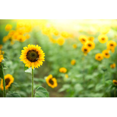 Field of Blooming Sunflowers 1 Piece Wrapped Canvas Wall Art