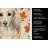Longhaired Cream Dachshund Heirloom Fall Kitchen Towel-1218231543