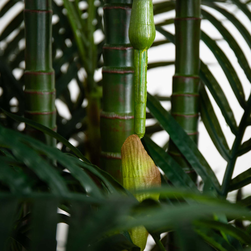 Plante, 108"
