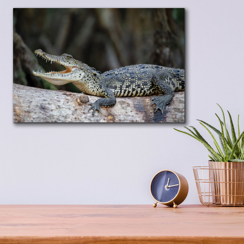 " Ready To Snap " by Jonathan Ross, 12" H x 16" W