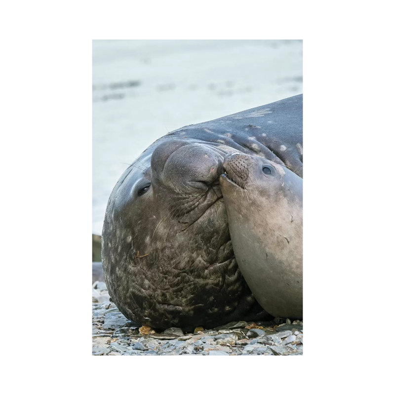 Southern Elephant Seal Bull and Female on Beach 1 Piece Wrapped Canvas Wall Art, 20.32 cm H x 30.48 cm W