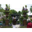 Cranon Plant Stand