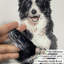 Autocollant de fenêtre Vintage Country Dogs