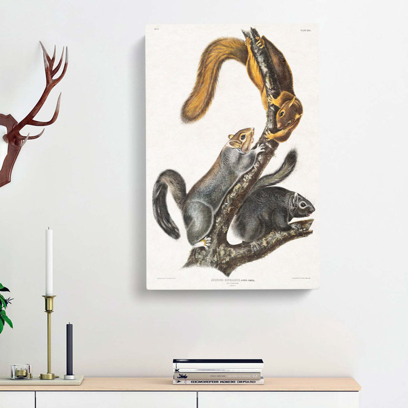 Cat Squirrels by J.W. Audubon - Wrapped Canvas, 76cm H x 50cm W x 3cm D