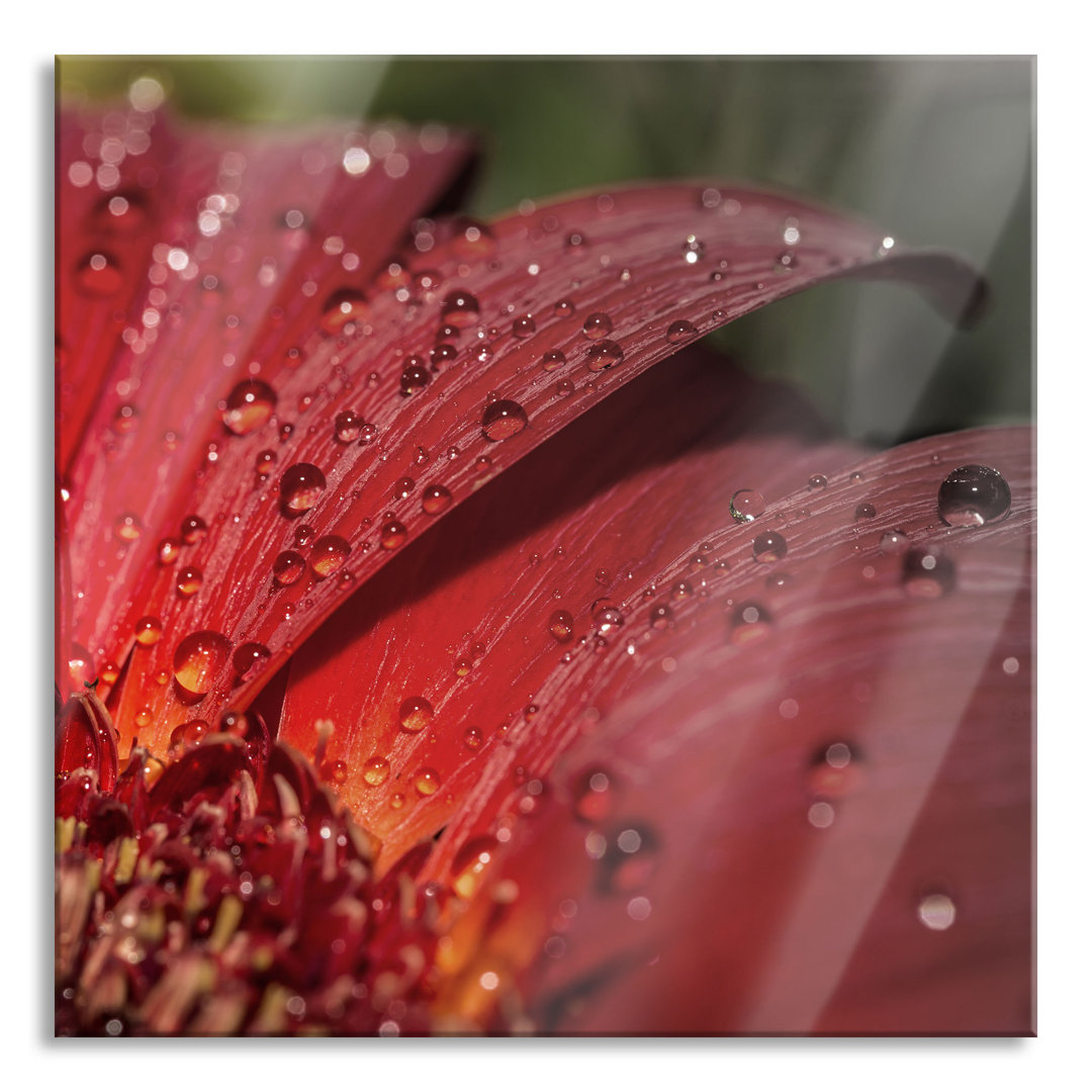 Glasbild Gerbera Blüte