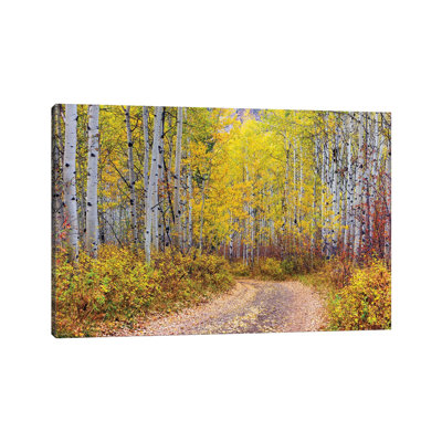 Forêt d'Aspen, Colorado