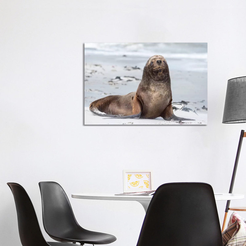 Young South American Sea Lion Bull on Sandy Beach. South America, Falkland Islands. 1 Piece Wrapped Canvas Wall Art