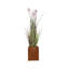 Plante de 57 po