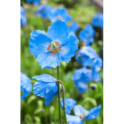 Meconopsis Blue Poppy by Lucentius - No Frame Print on Canvas