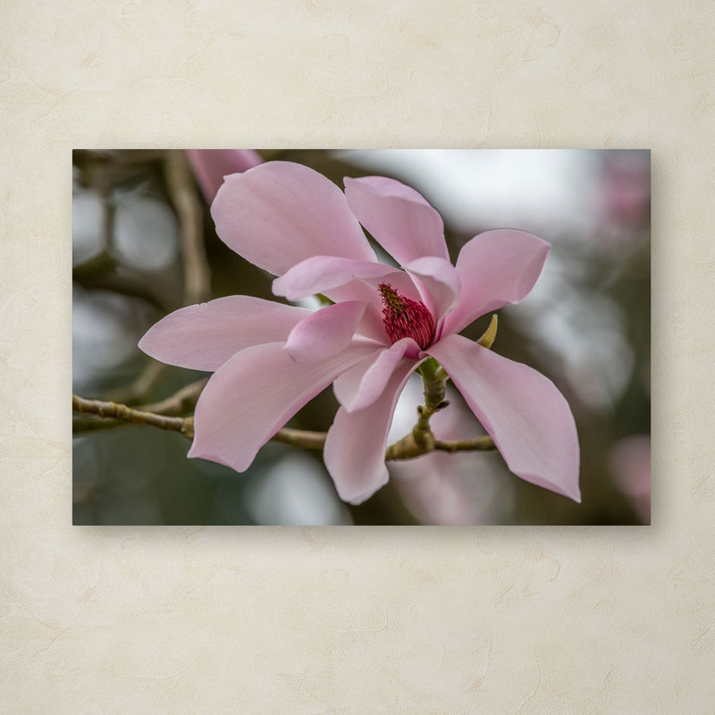 «Magnolia» par Pierre Leclerc - reproduction de photo sur toile tendue, H 30 po x l 47 po x P 2 po