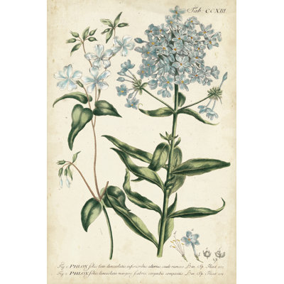 Chambray Botanical II by Phillip Miller - Wrapped Canvas Painting
