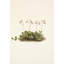 «American Twinflower. Linnaea Borealis Americana» par Mary Vaux Walcott, reproduction d'art sur toile tendue avec châssis-1113389412