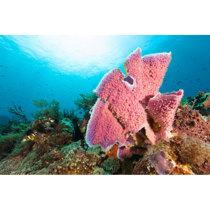 Pink Sponge Beauty by Ifish - Wrapped Canvas Print, 30cm H x 46cm W