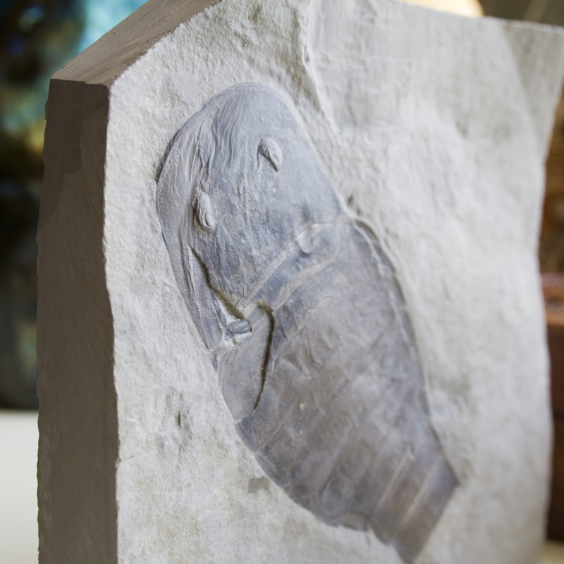 Fossil Eurypterid Plate. Lang's Quarry, Herkimer County, New York