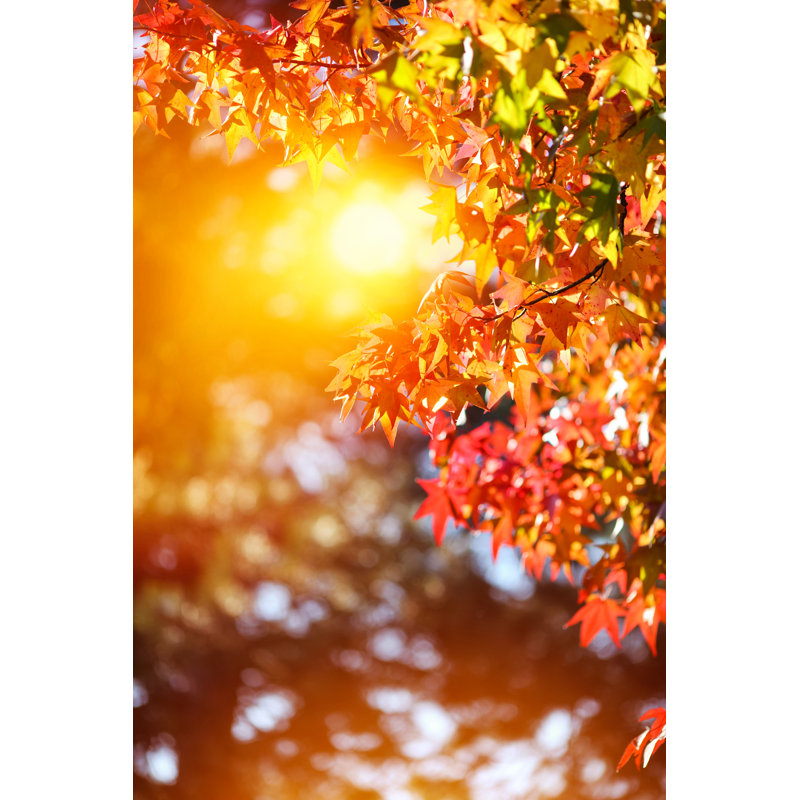 Japanese Autumn Colors by Bgfoto - No Frame Art Prints on Canvas, 91cm H x 61cm W