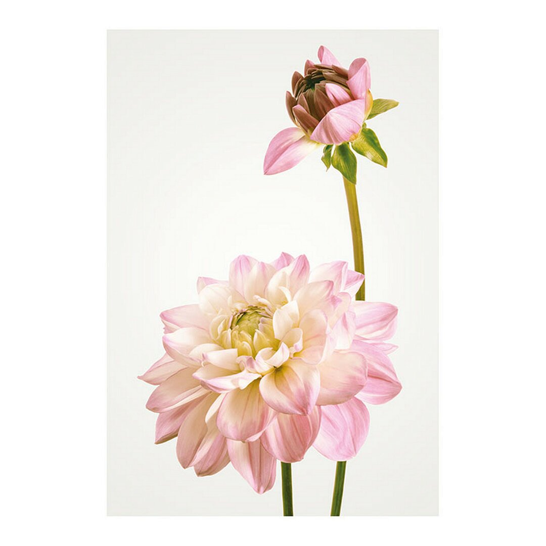 Poster Dahlia