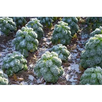 Frosted Kale Extends the Taste par Beeldbewerking
