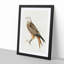 Red Kite by Von Wright - Picture Frame Painting Print-55772035-55772036