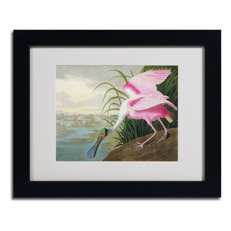 « rosee spoonbill » par john james audubon, reproduction d’art encadrée, H 11 po x l 14 po x P 0,5 po, Noir