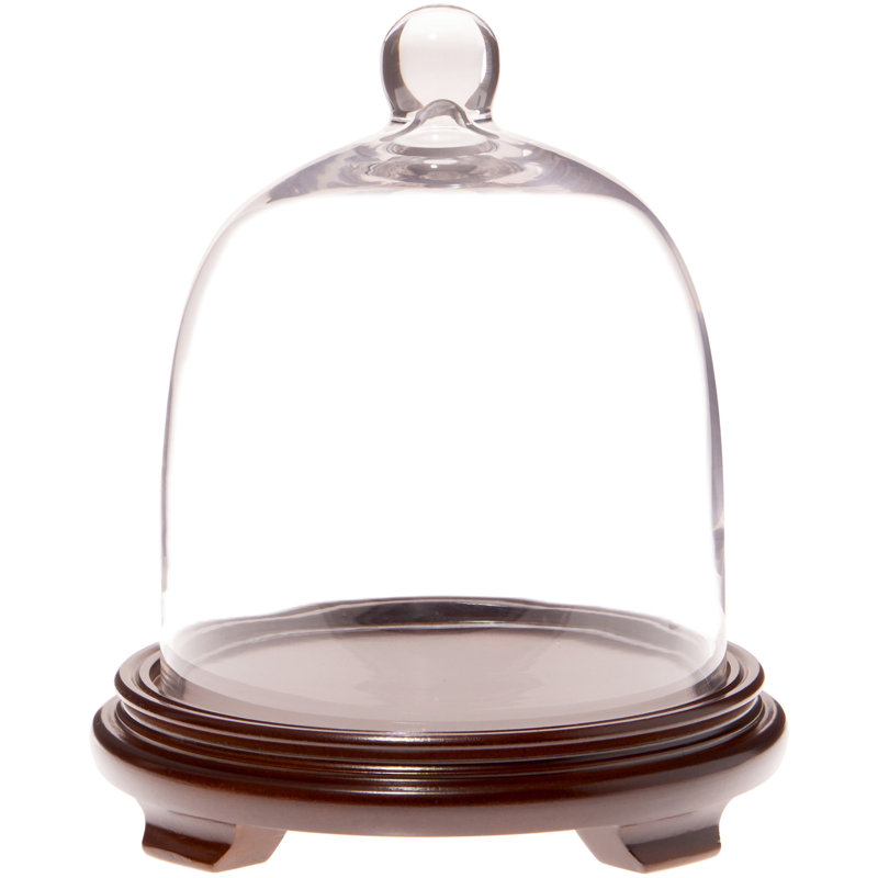 Cloche cloche en verre 7,875 "x 9,5", Base en placage de bois de noyer