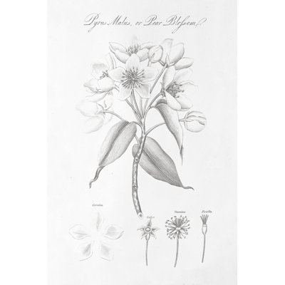 Botany Book VIII - Wrapped Canvas Painting