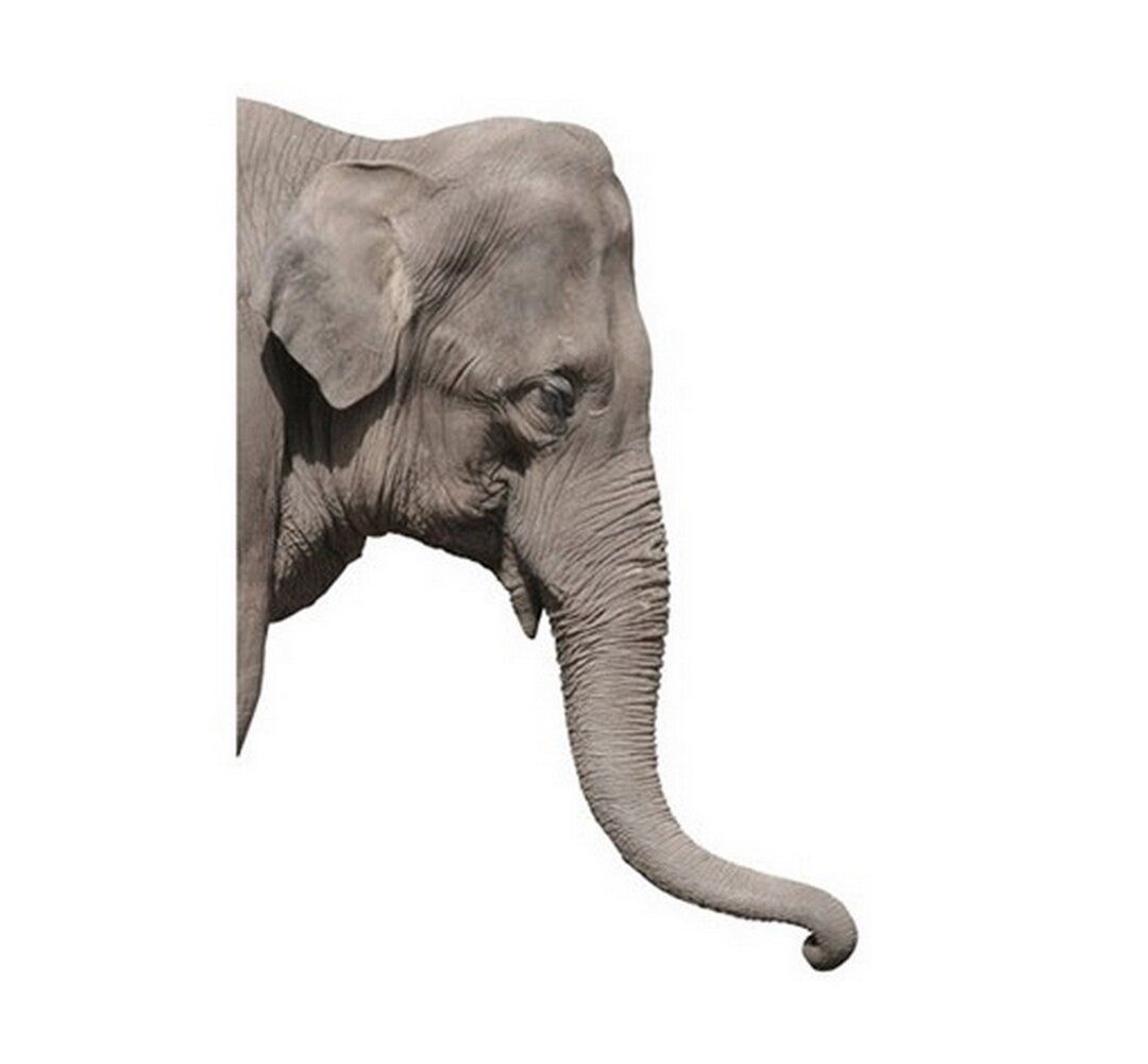 Wandsticker Elephant