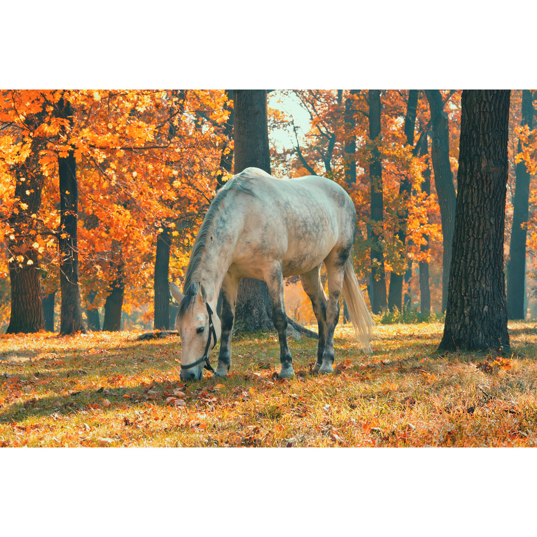 Leinwandbild Pferd grasen im Wald unter Bäumen mit gelben und roten Blättern Herbst Saison Thema