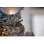 1.27cm LED Twinkle Indoor / Outdoor String Lights-1472481681