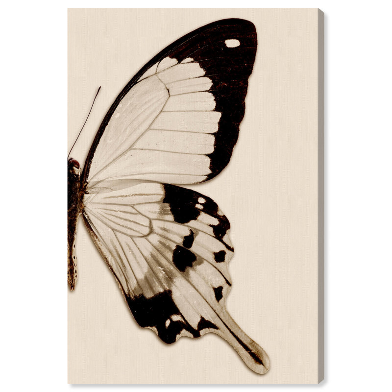 " Animals Sepia Butterfly II Insects ", Wrapped Canvas, 36" H x 24" W x 1.5" D