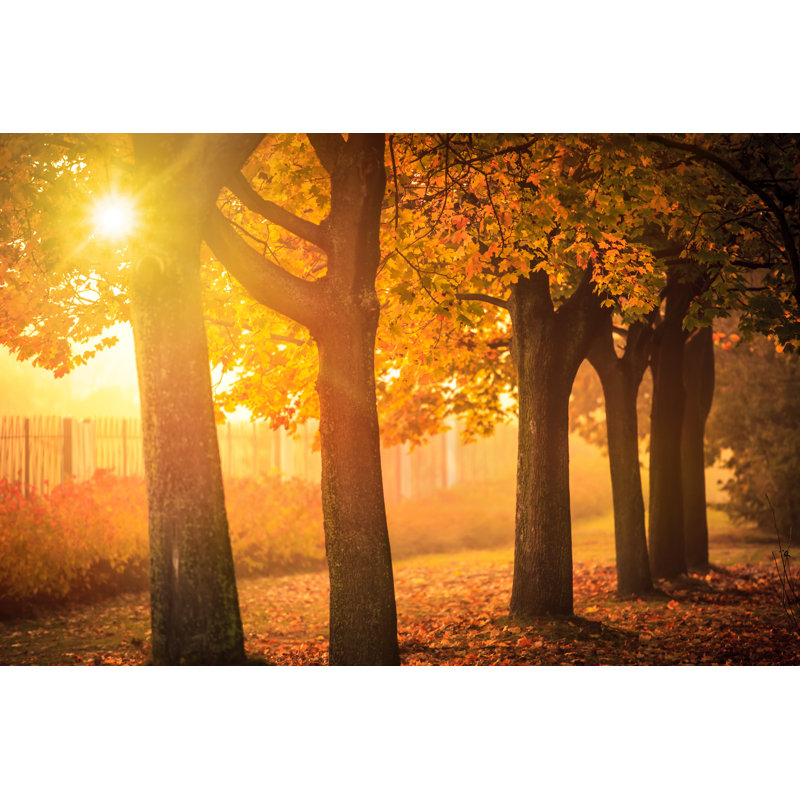 Autumn Tree - Wrapped Canvas Print, 20cm H x 30cm W x 3.8cm D