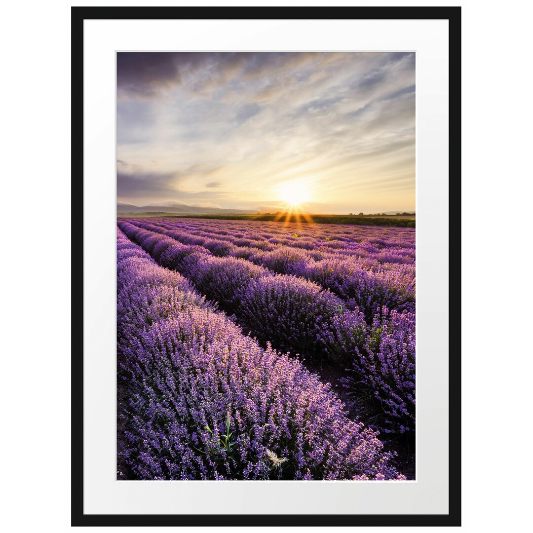 Gerahmtes Poster Traumhafte Lavendel Provence