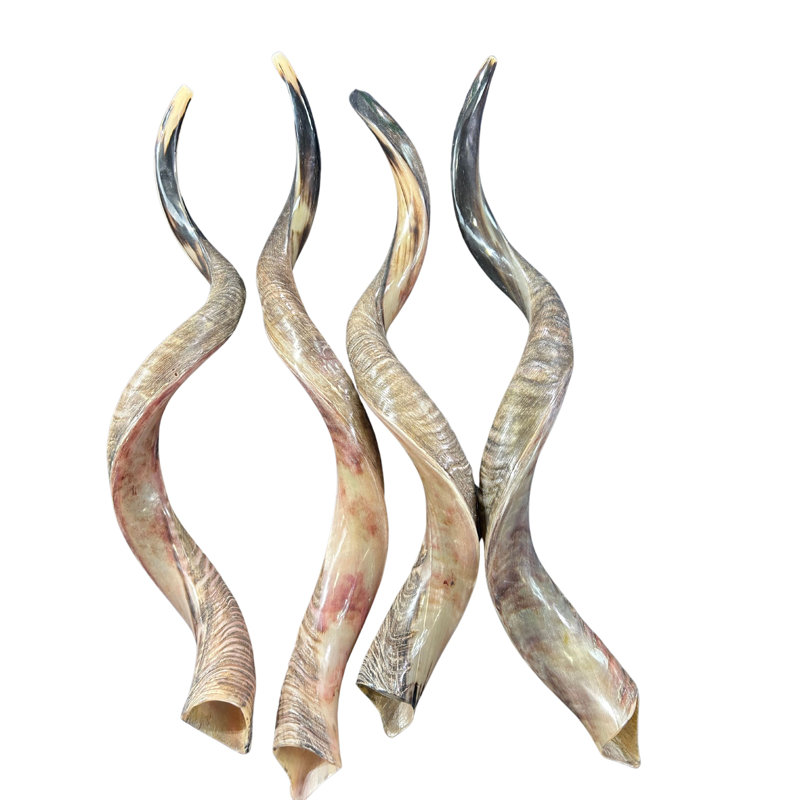 Yemeni Horn Kofu Shofar Trumpet XL (42 in)
