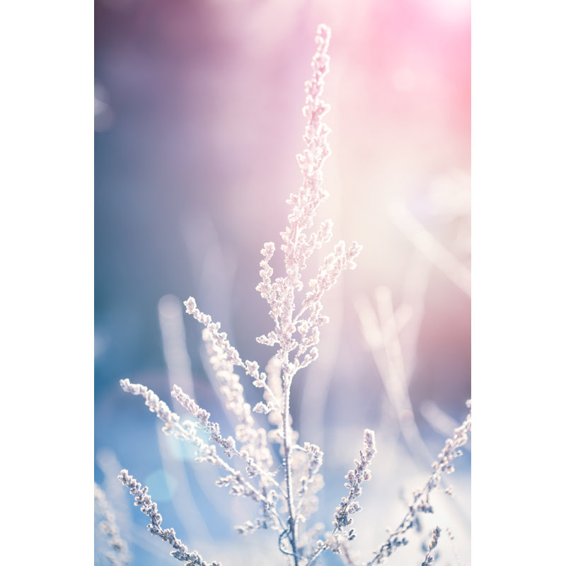 Winter Garden by 5ugarless - No Frame Print on Canvas, 122cm H x 81cm W