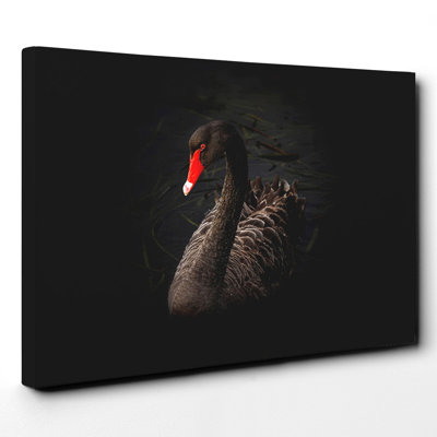 Black Swan Photographic - Wrapped Canvas