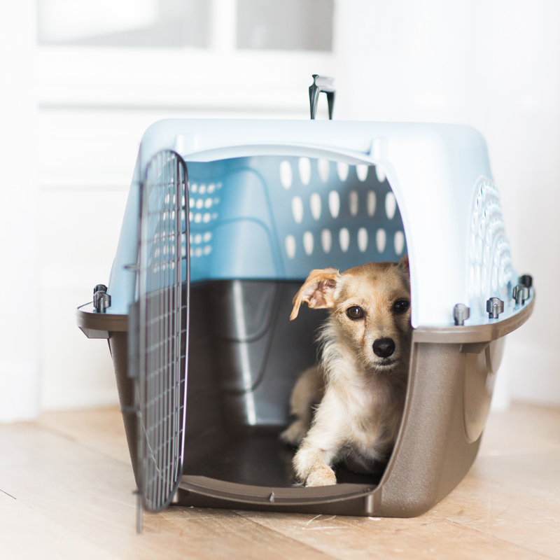 Porte-animal de mode métallique, Moyen (H 14,5 po x l 16,7 po x P 24,1 po), Bleu cendré nacré métallisé / café