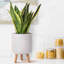 Concrete Effect Cylinder Round Planter on Hardwood Legs, Round Indoor Plant Pot Stand for Indoor Plants, Indoor Flower Pot with Plaited Pattern-703551394-703551395