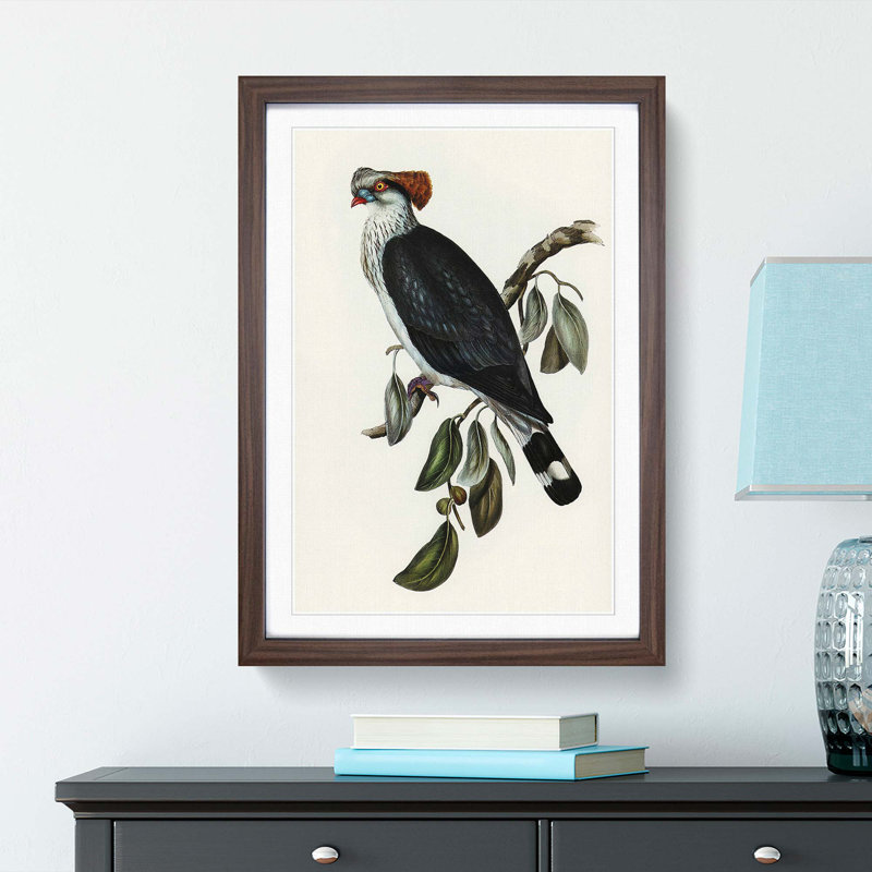 Top-Knot Pigeon by Elizabeth Gould - Picture Frame Painting Print, Walnut Framed, 36cm H x 27cm W x 2cm D