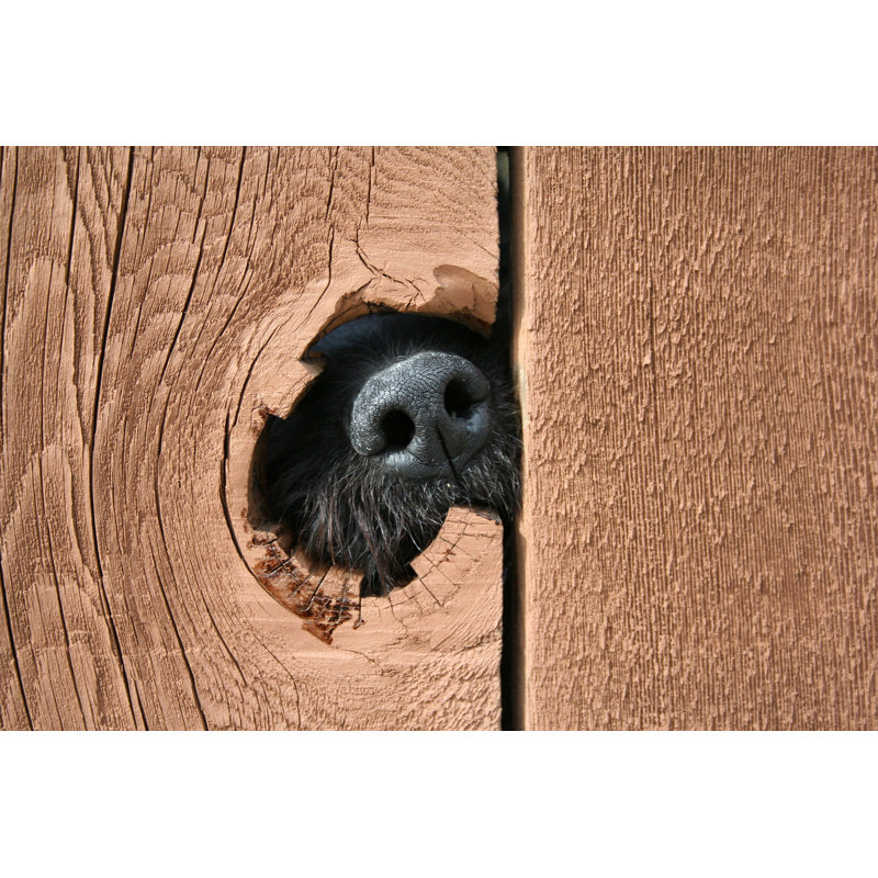 «Black Dog's Nose piquer à travers un trou dans la clôture» - Photographie sur toile tendue, H 8 po x l 12 po x P 1,25 po
