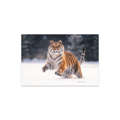 Siberian Tiger Running In The Snow V On PlasticAcrylic by Dick Van Duijn Painting