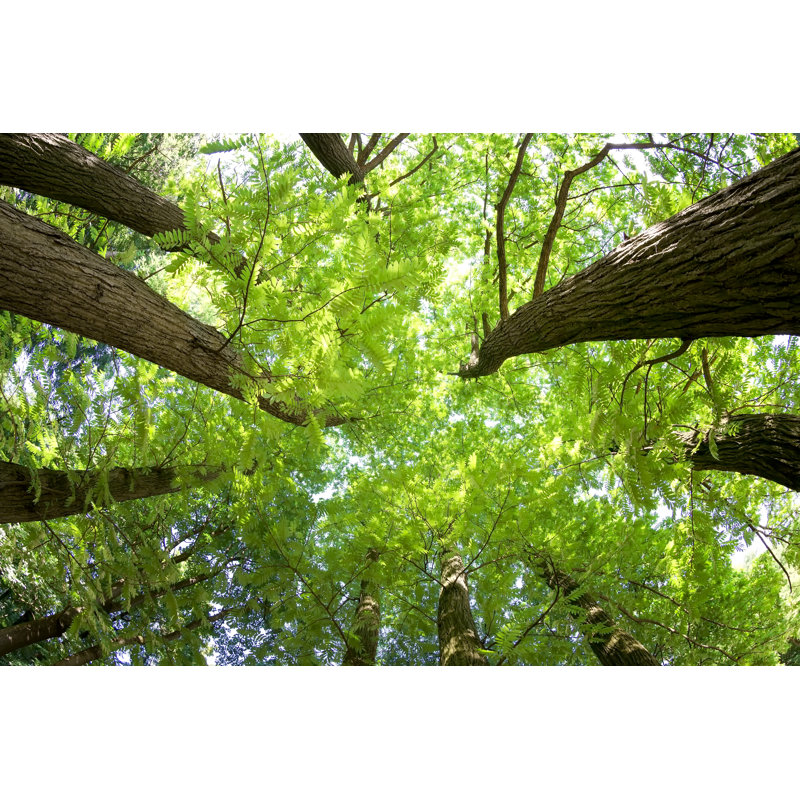 Forest In Summer - Wrapped Canvas Print, 30cm H x 46cm W x 3.8cm D
