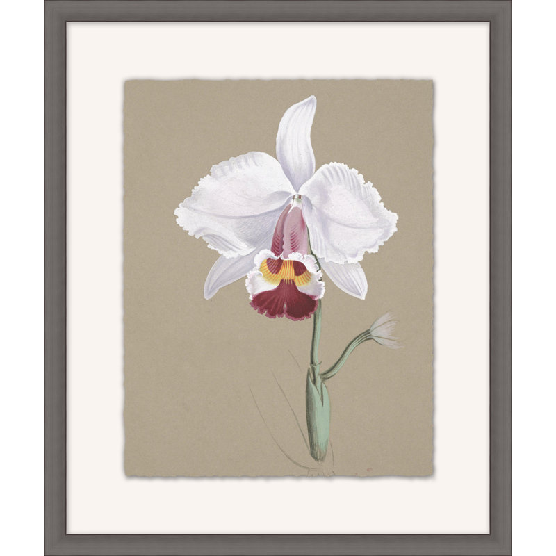 Orchid Study 8 Painting