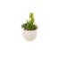 Succulent Arrangement in Granite Ceramic Sphere
