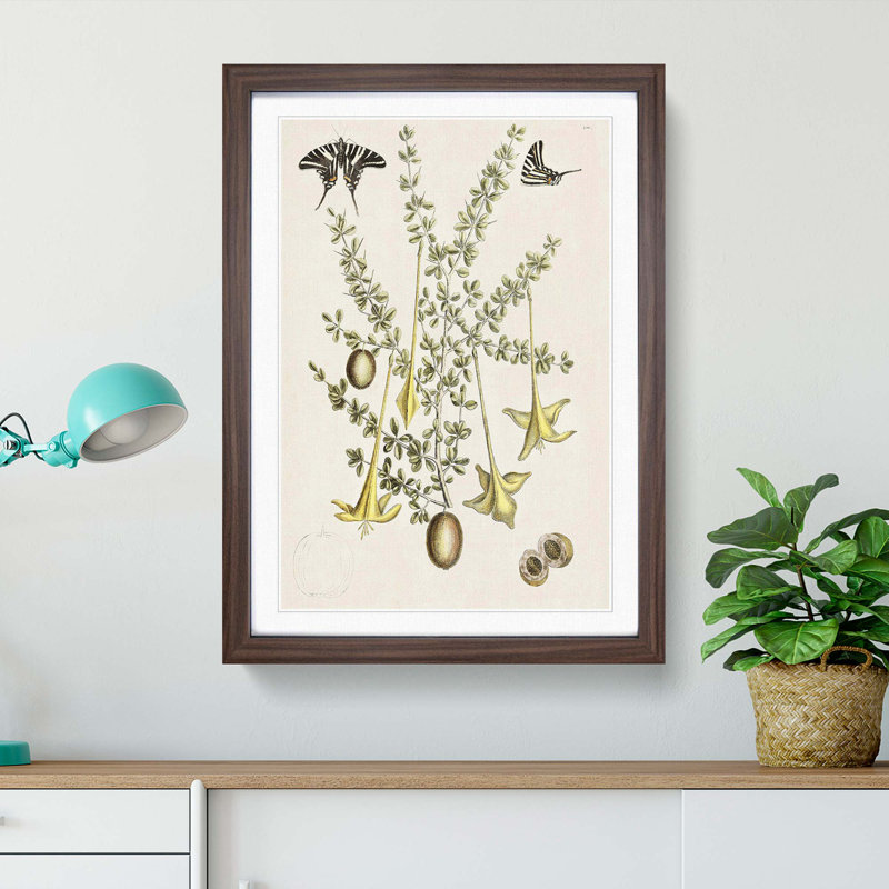 Butterflies & Flowers by Mark Catesby - Picture Frame Graphic Art Print, 36cm H x 27cm W x 2cm D, Walnut Framed