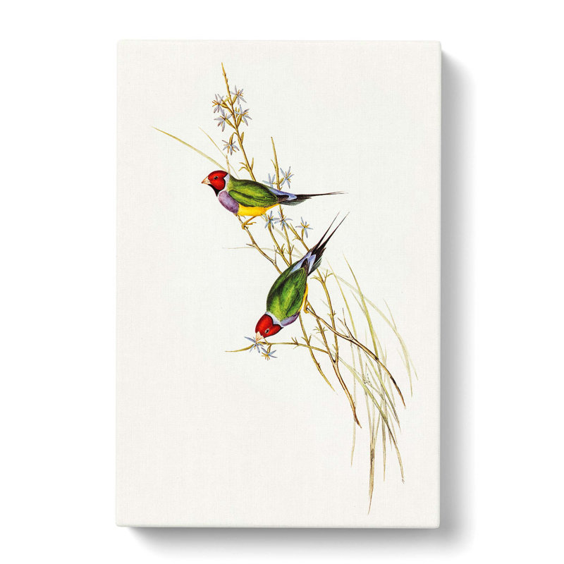 Beautiful Grass Finch by Elizabeth Gould - Wrapped Canvas, 50cm H x 35cm W x 3cm D