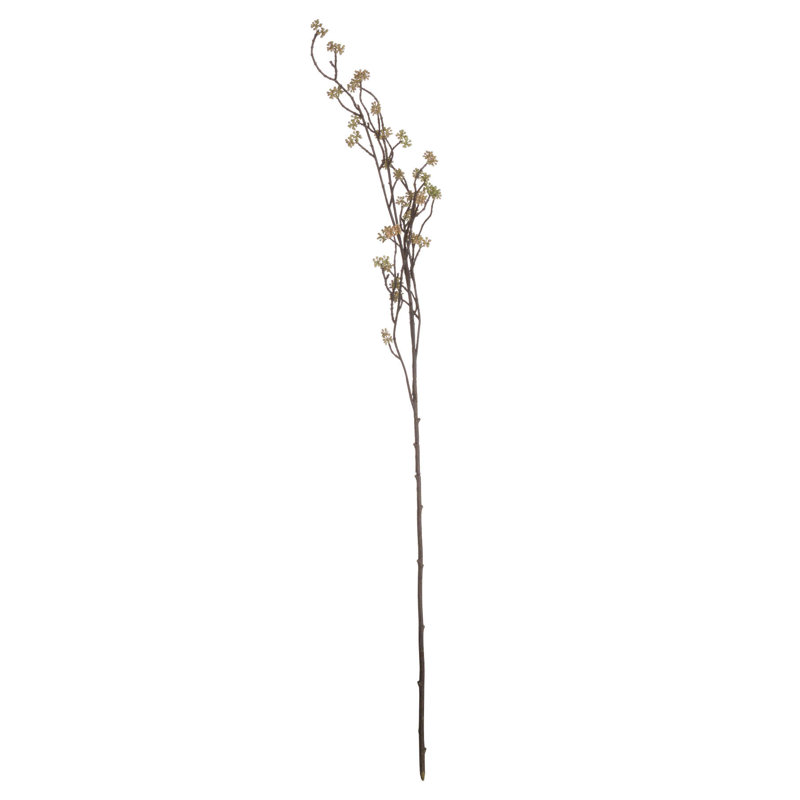Anastasija Arrangement