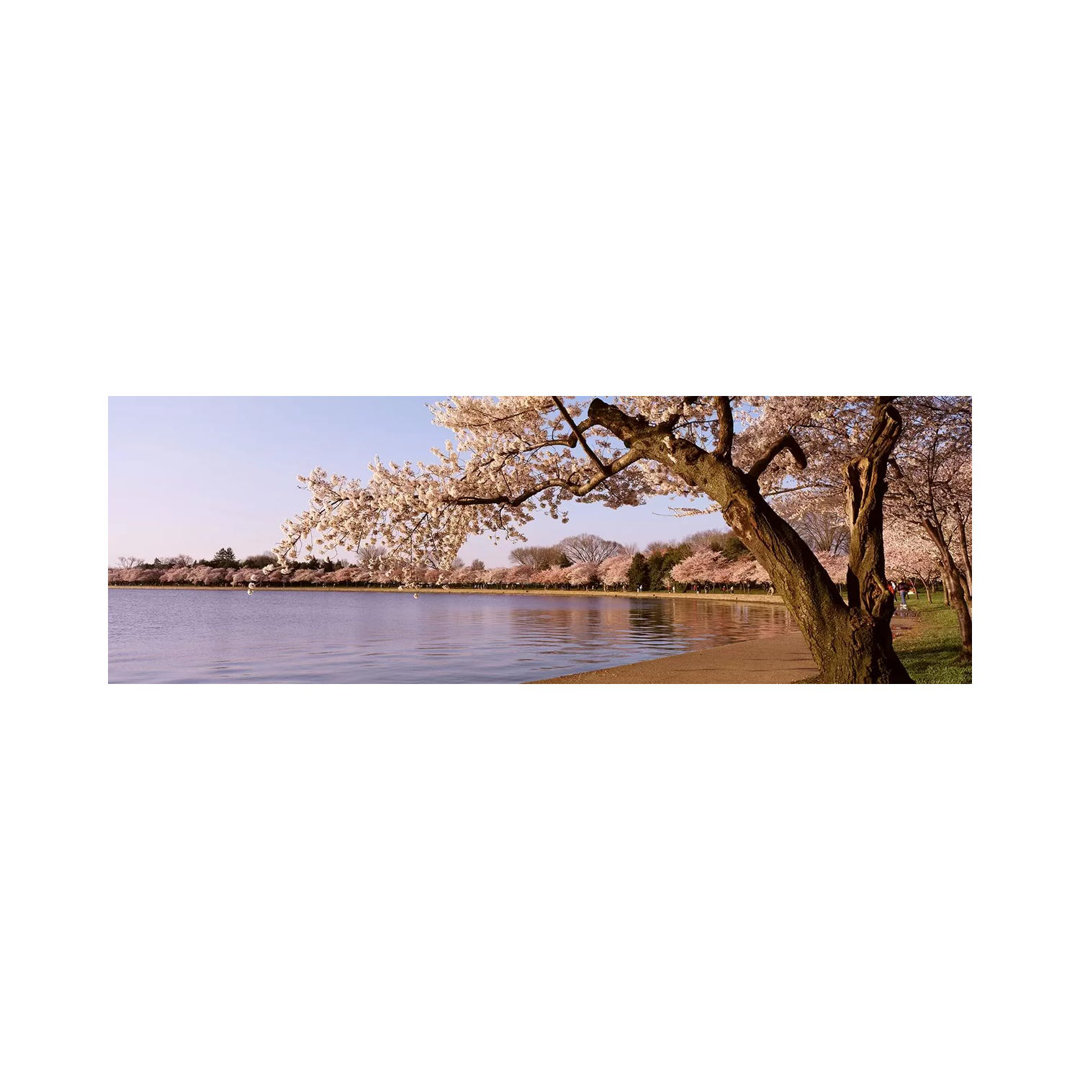 Cherry Blossom Tree Along A Lake, Potomac Park, Washington DC, USA - Wrapped Canvas Panoramic Print