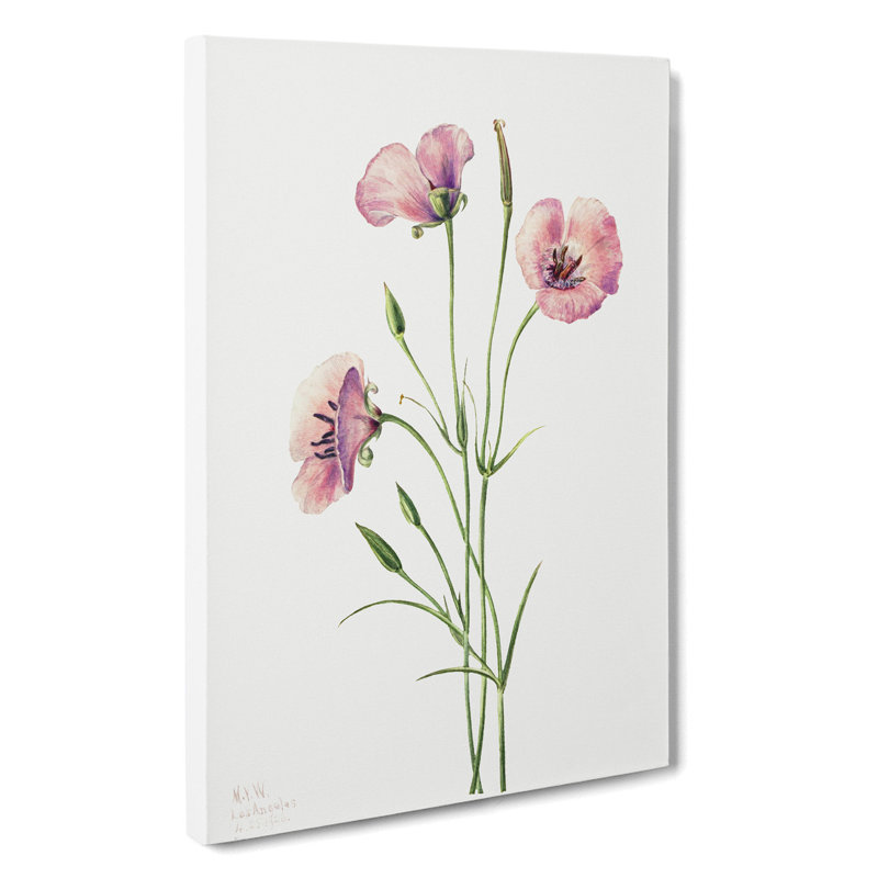 Lilac Mariposa by Mary Vaux Walcott - Wrapped Canvas, 60cm H x 40cm W x 3cm D
